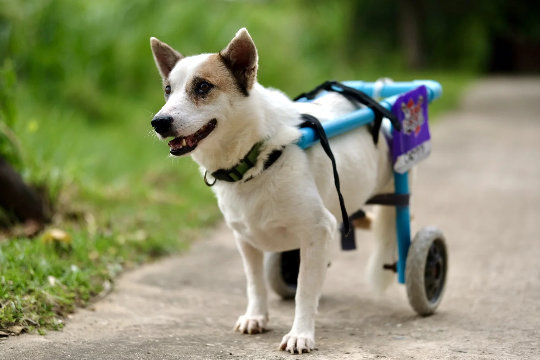 Give hope to street dogs in Thailand